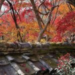 京都の紅葉