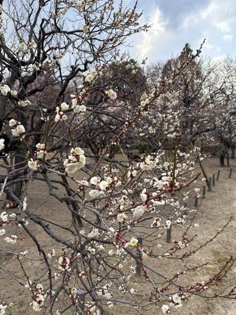 白梅(ズームイン)